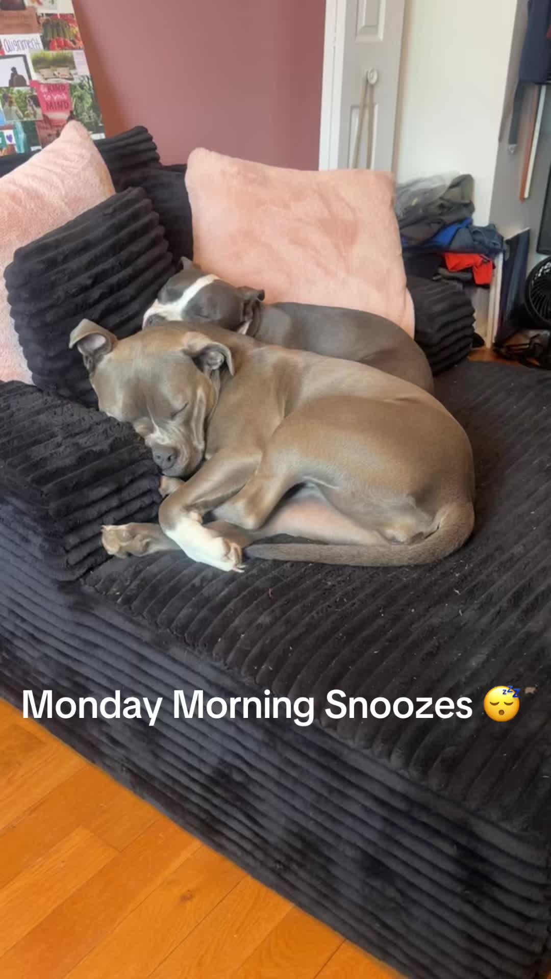 @OurPittieLittleLife🐶