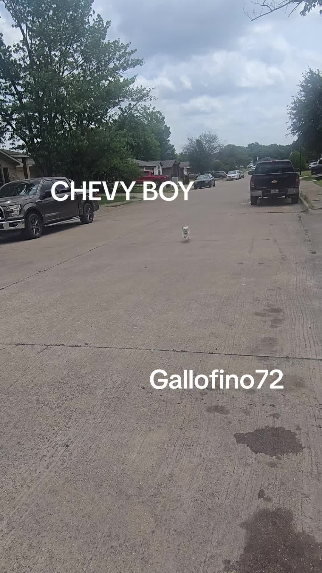 @ElGalloFino