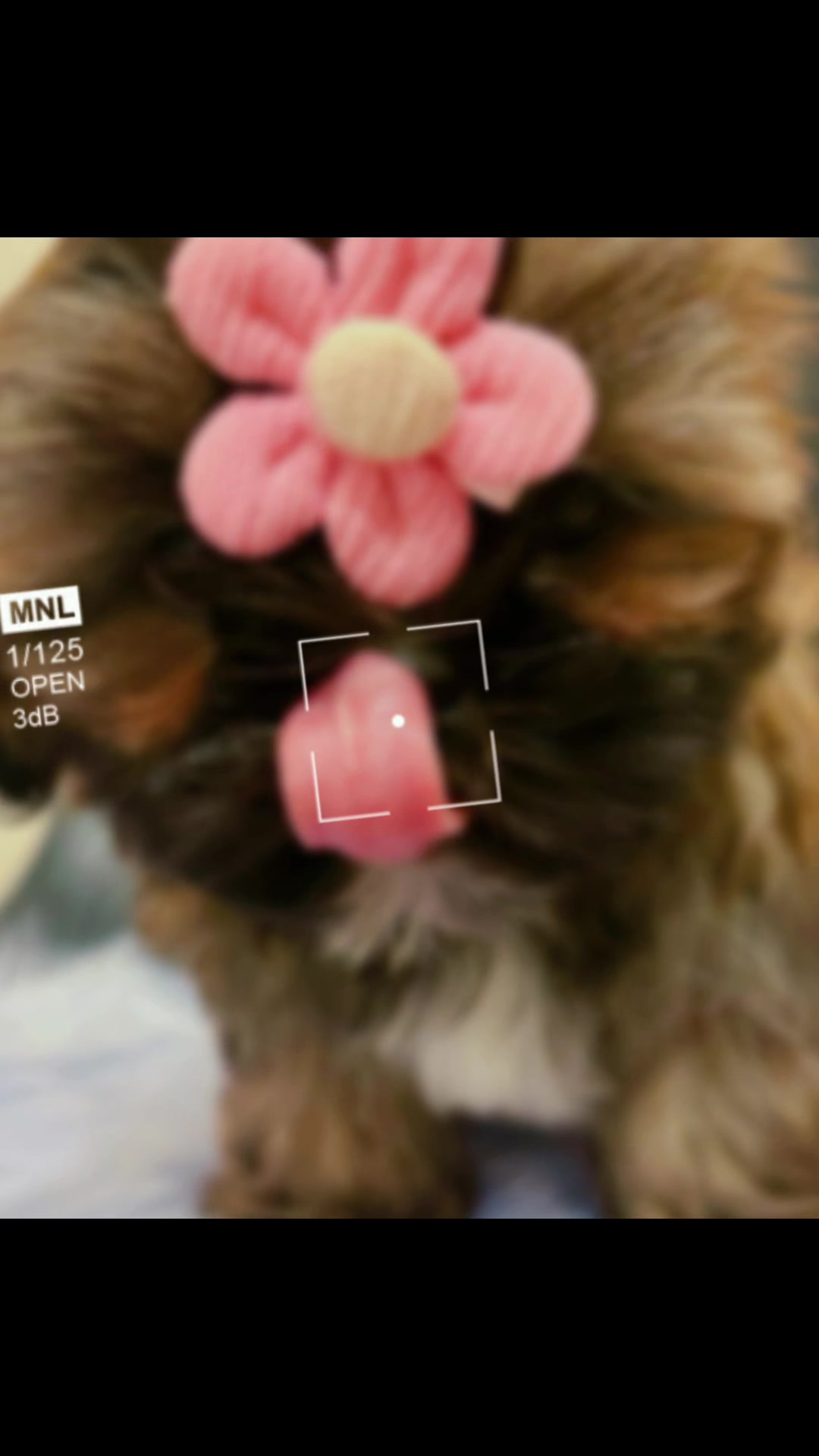 @SHIHTZU SOIR&Eacute;E