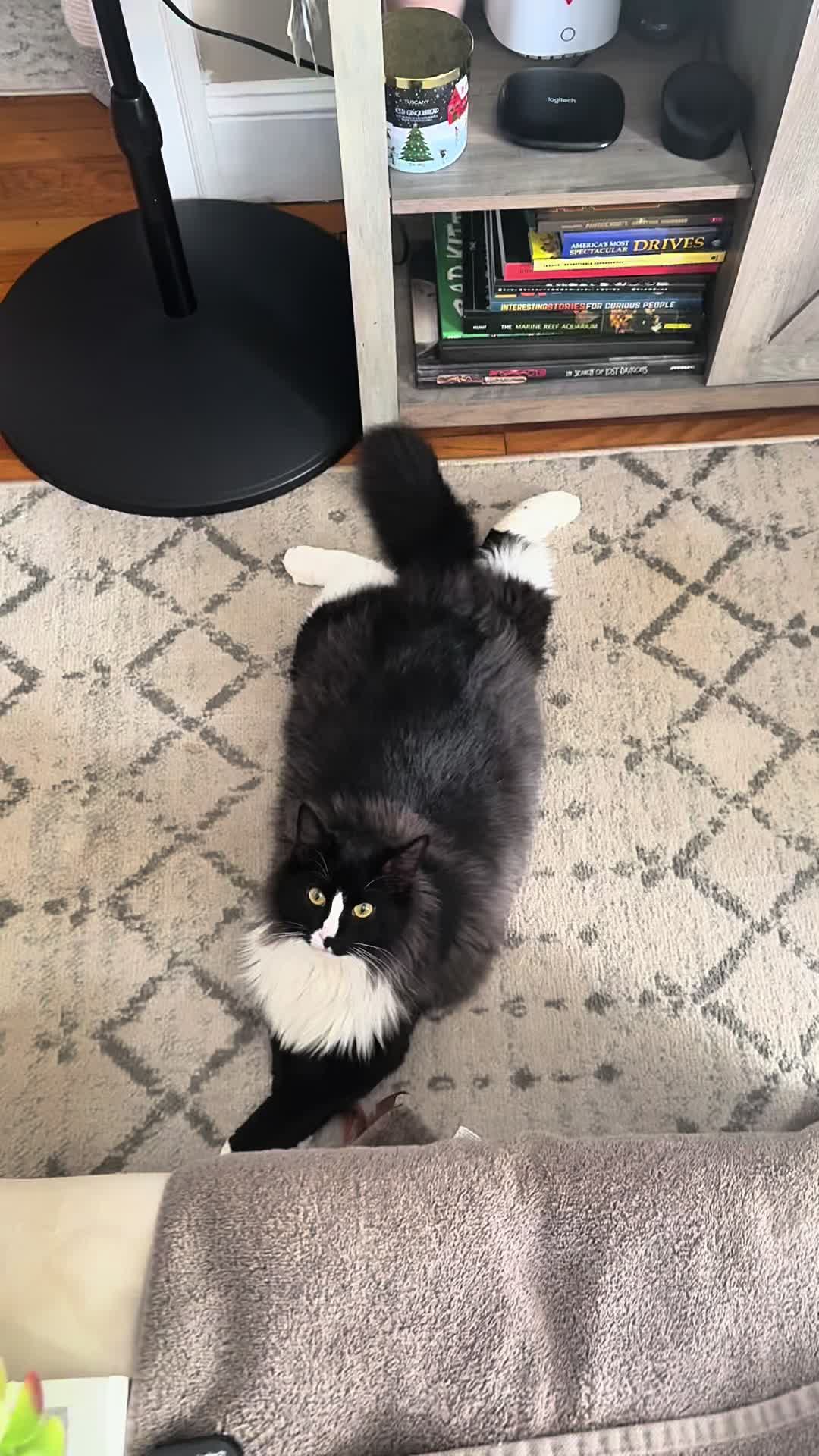 @TailsandWhiskersCo