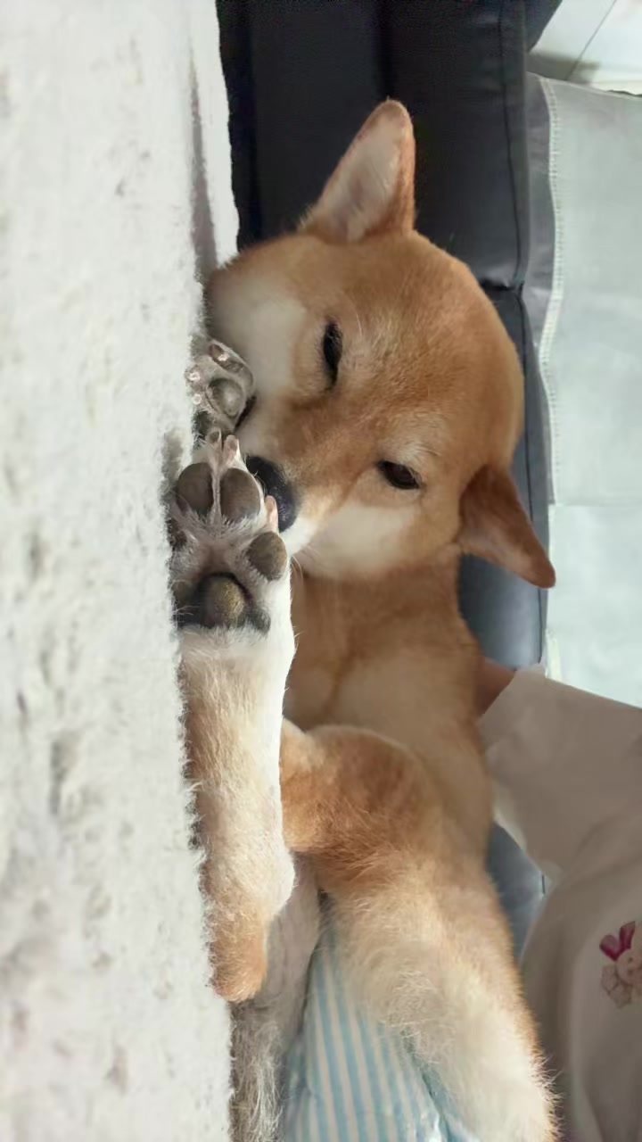 @しおん