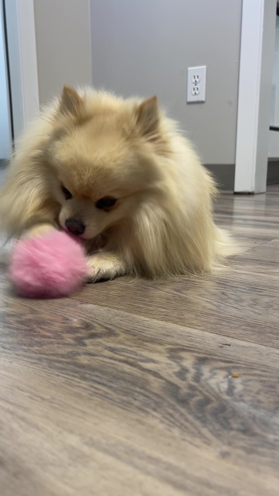 @beingmilothepom