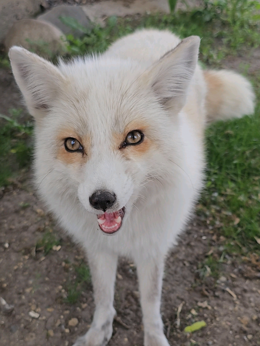 @saveafox