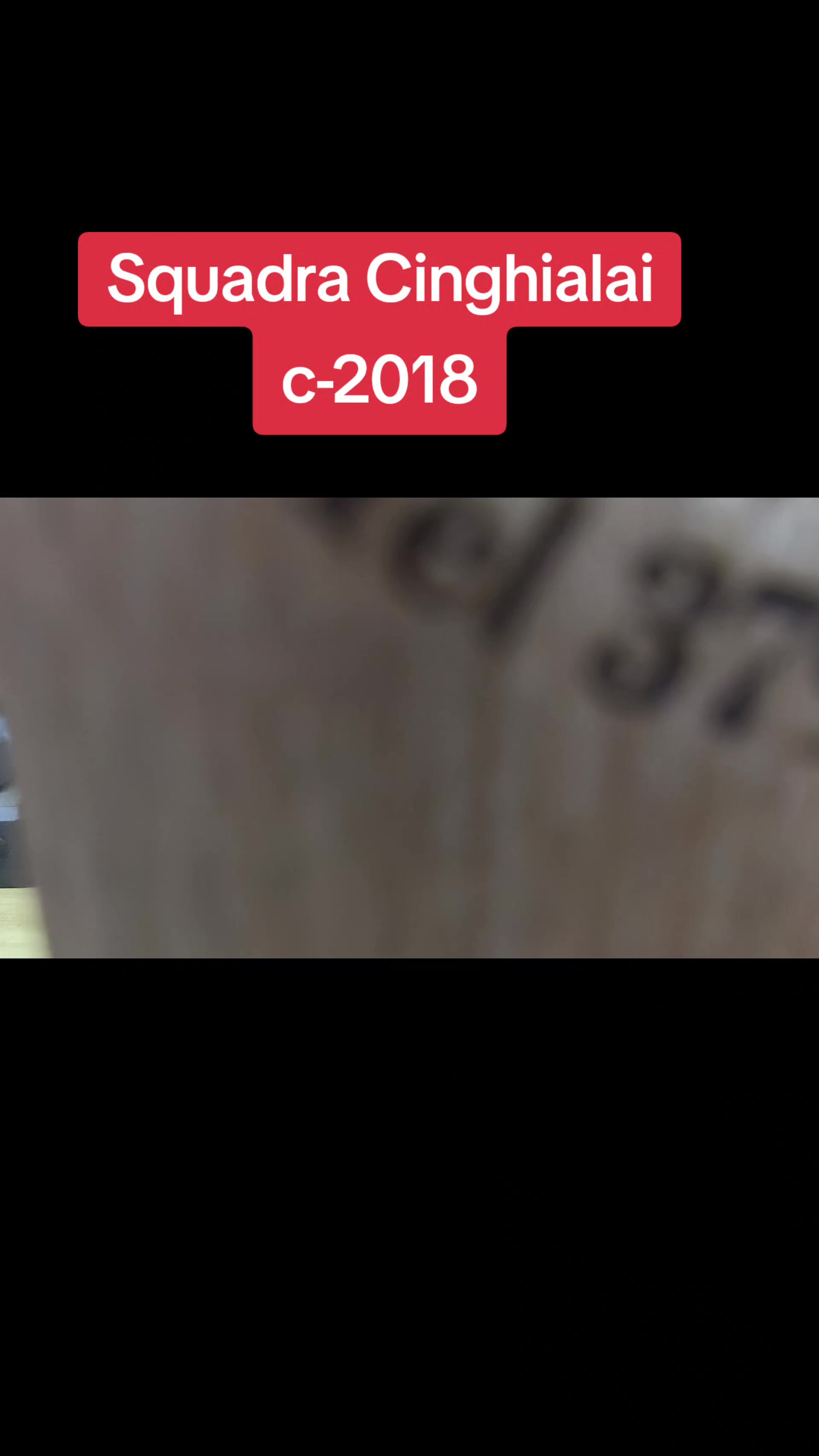 @il cinghiale di tiktok