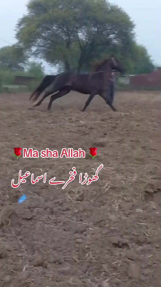 @IMRAN GUJJAR