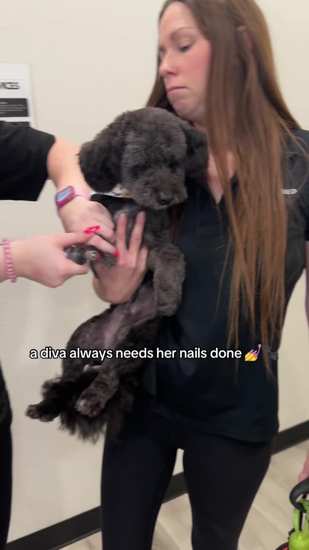 @Well Groomed Queen Creek