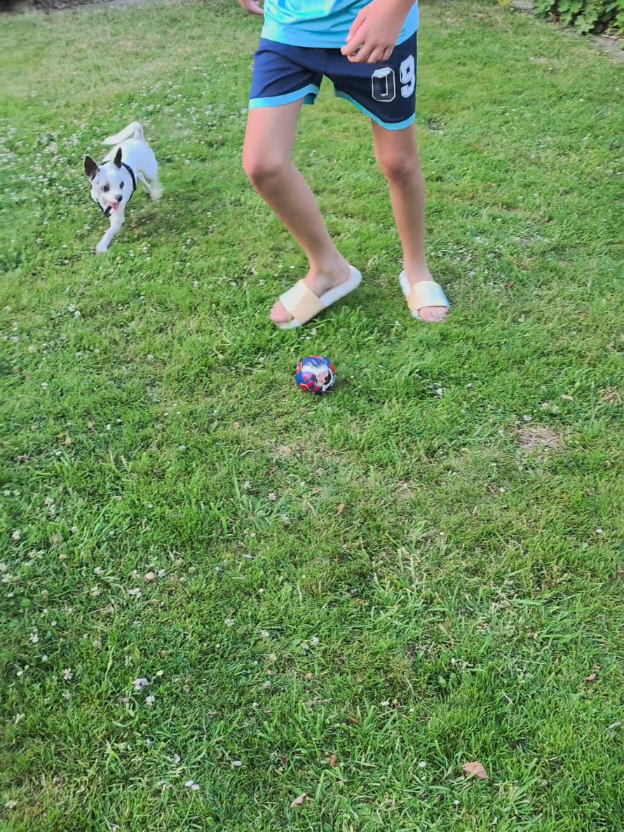 @Jerry_Coby_Chihuahua