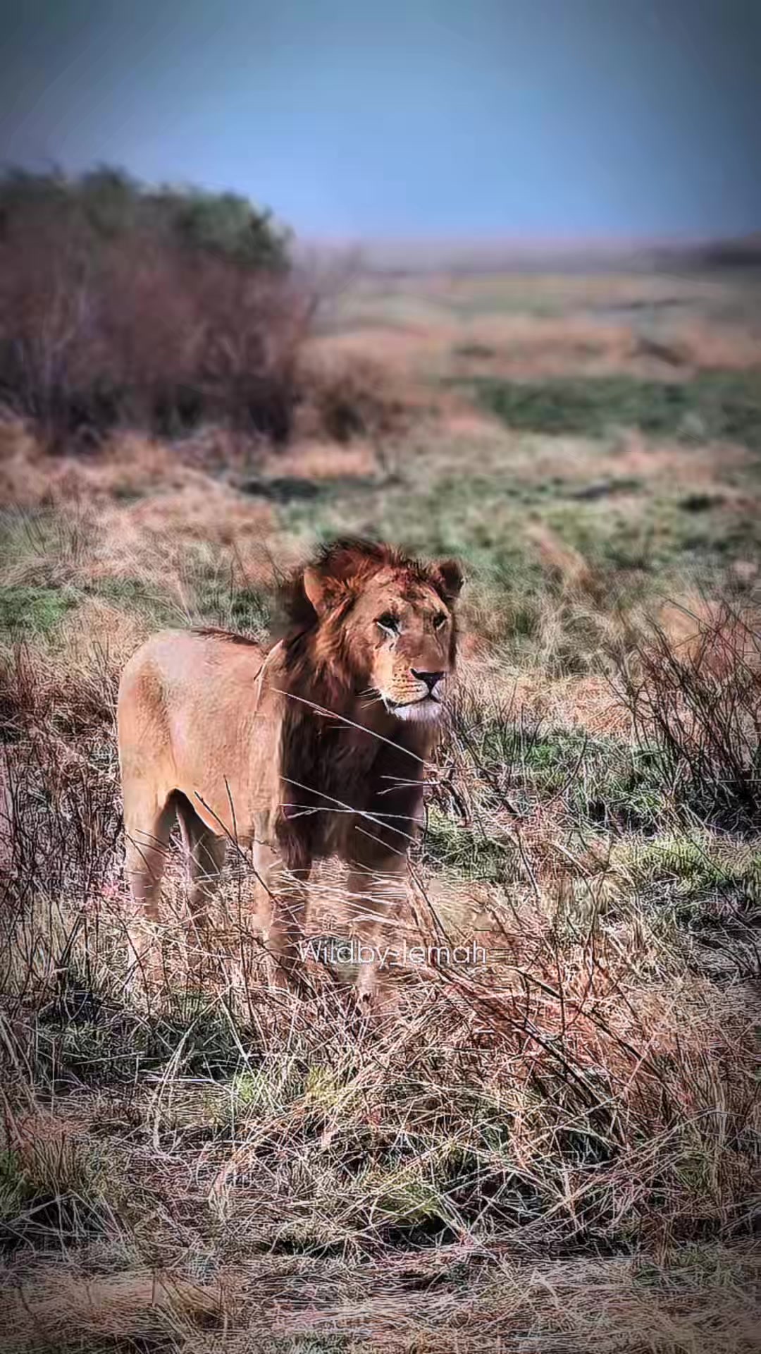 @lion_world5