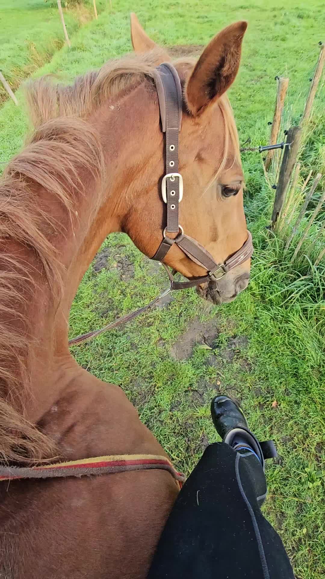 @Dino and horses