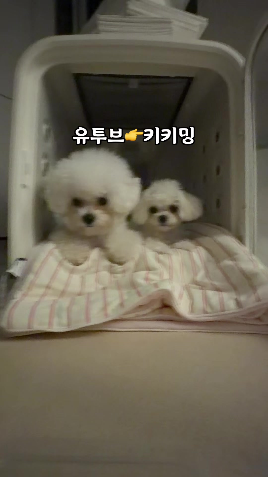@jeju_kiki