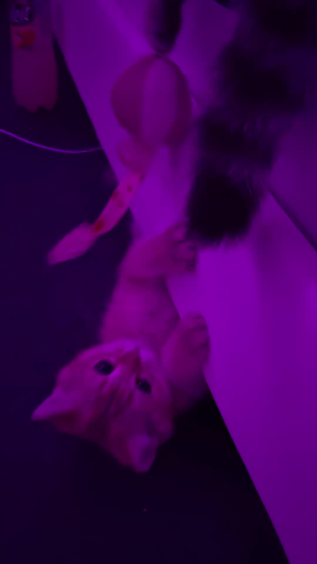 @😽