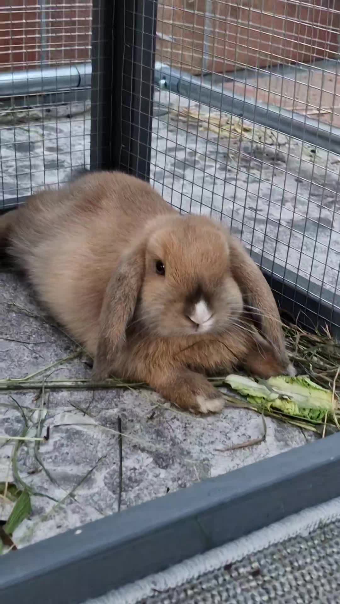@Rabbit Gang