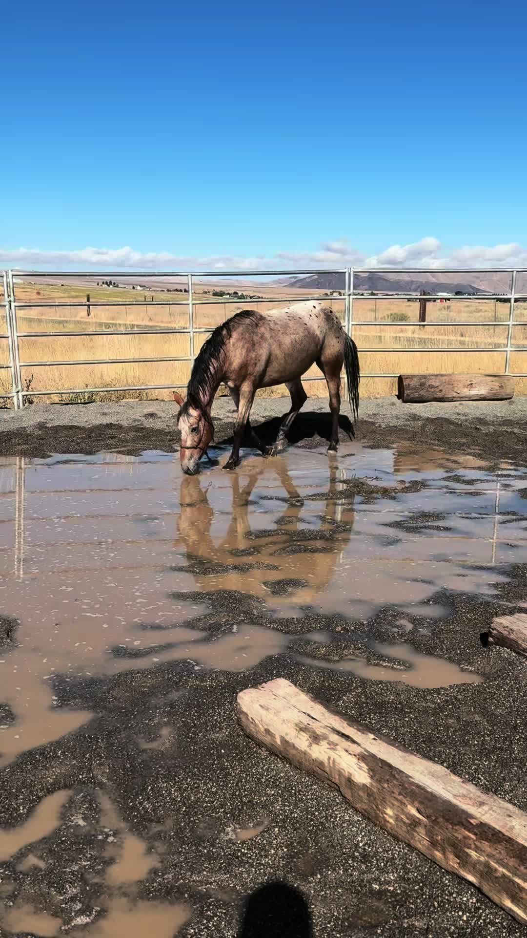 @Cowgirl Tuff Colt Training ❤️
