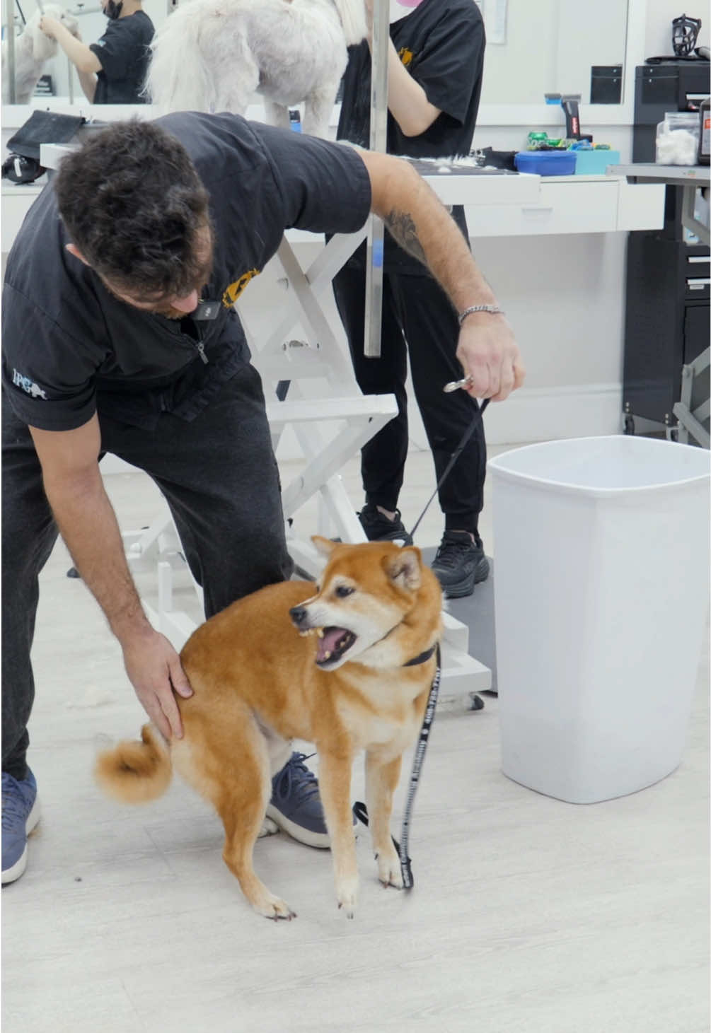 @NorCal Grooming Academy