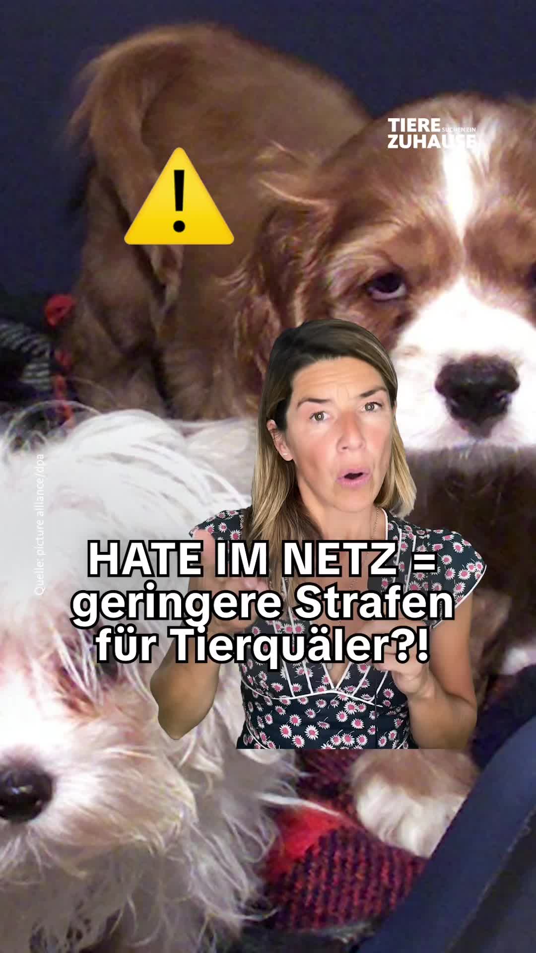 @Tiere suchen ein Zuhause