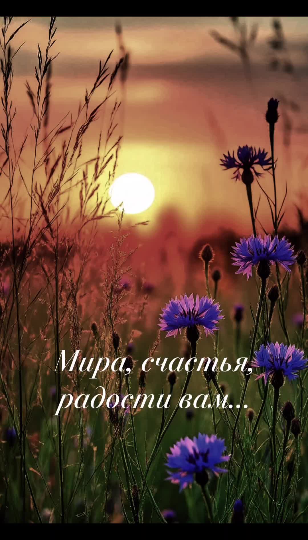 @Цитаты, статусы)