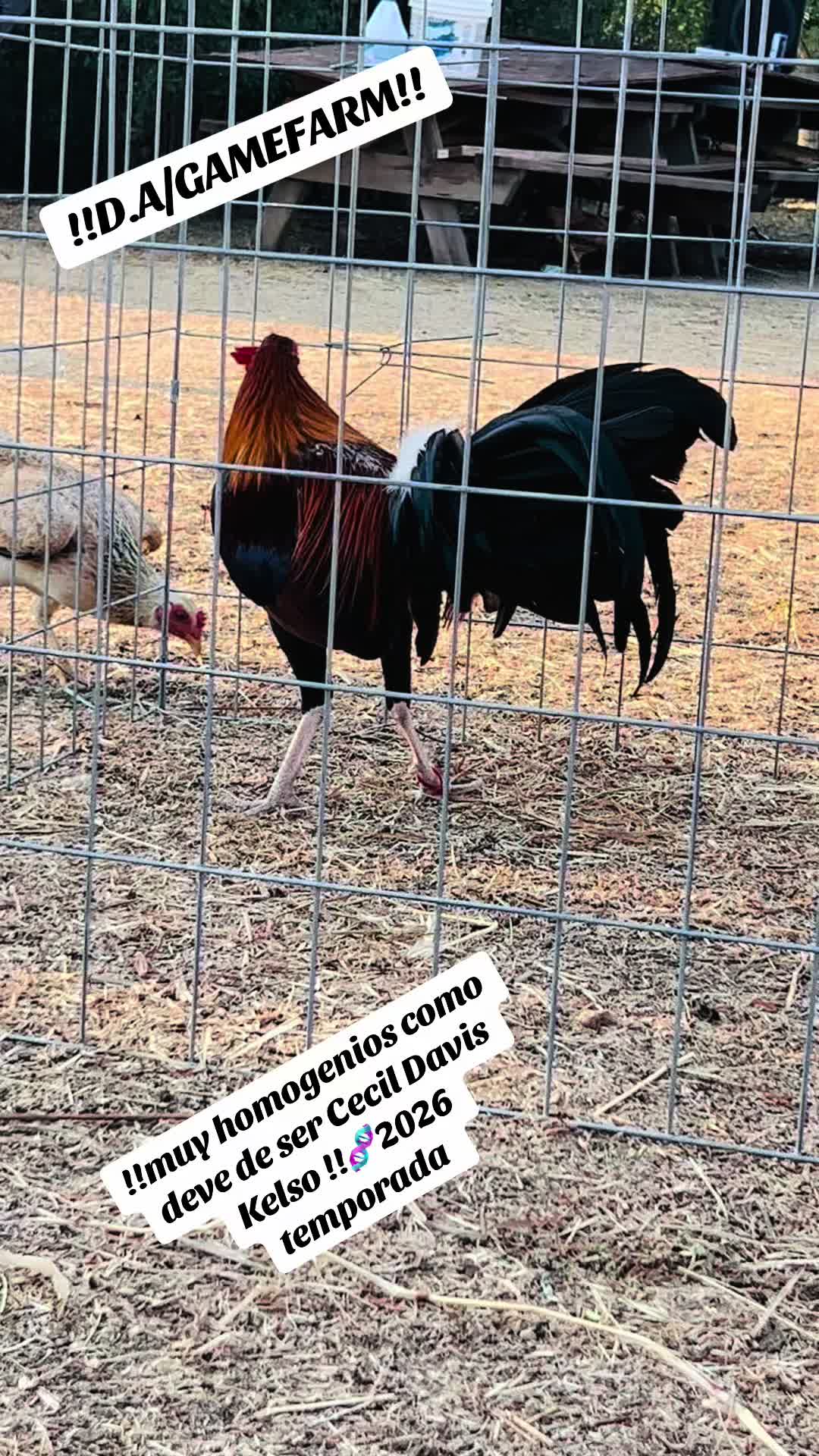 @DAgamefarm