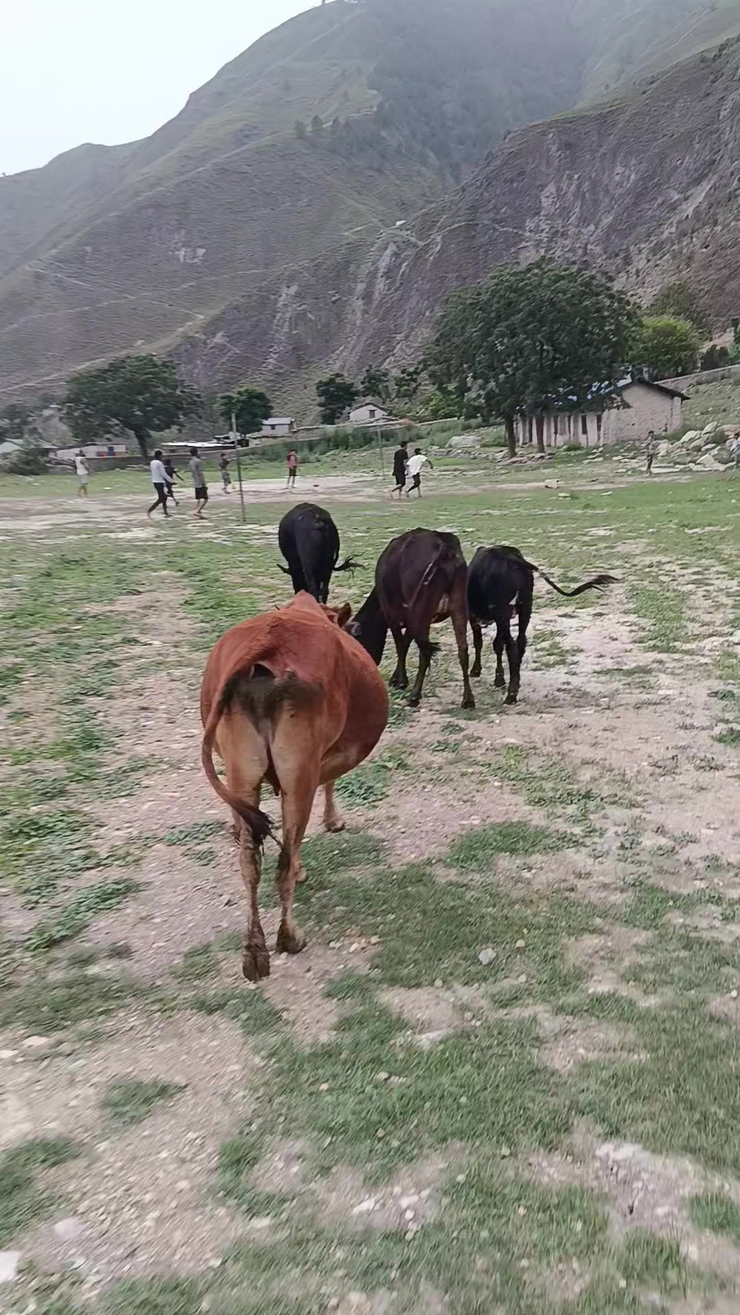 @debumalla0