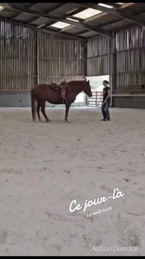 @Transcend'Horse 🐴 Luna'Cat 🐱