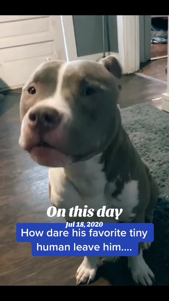 @Pittie Mom
