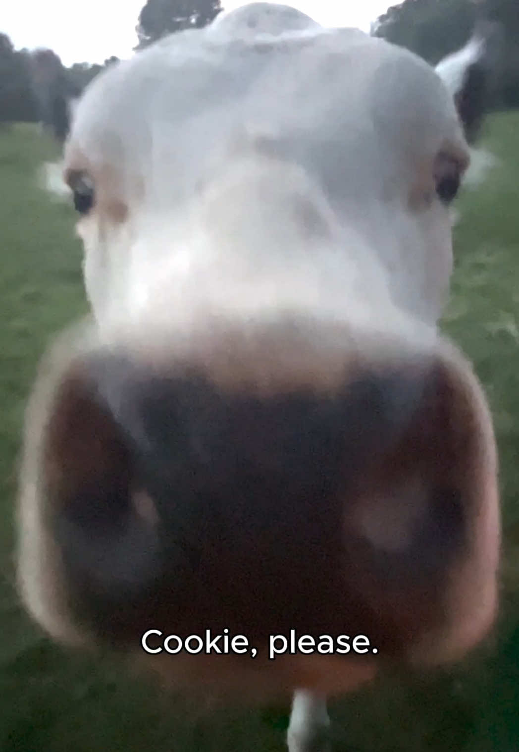 @The Gentle Barn | Sanctuary