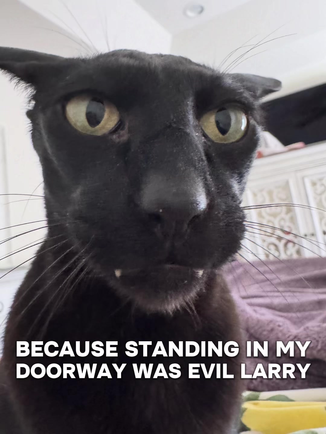 @hobbikats