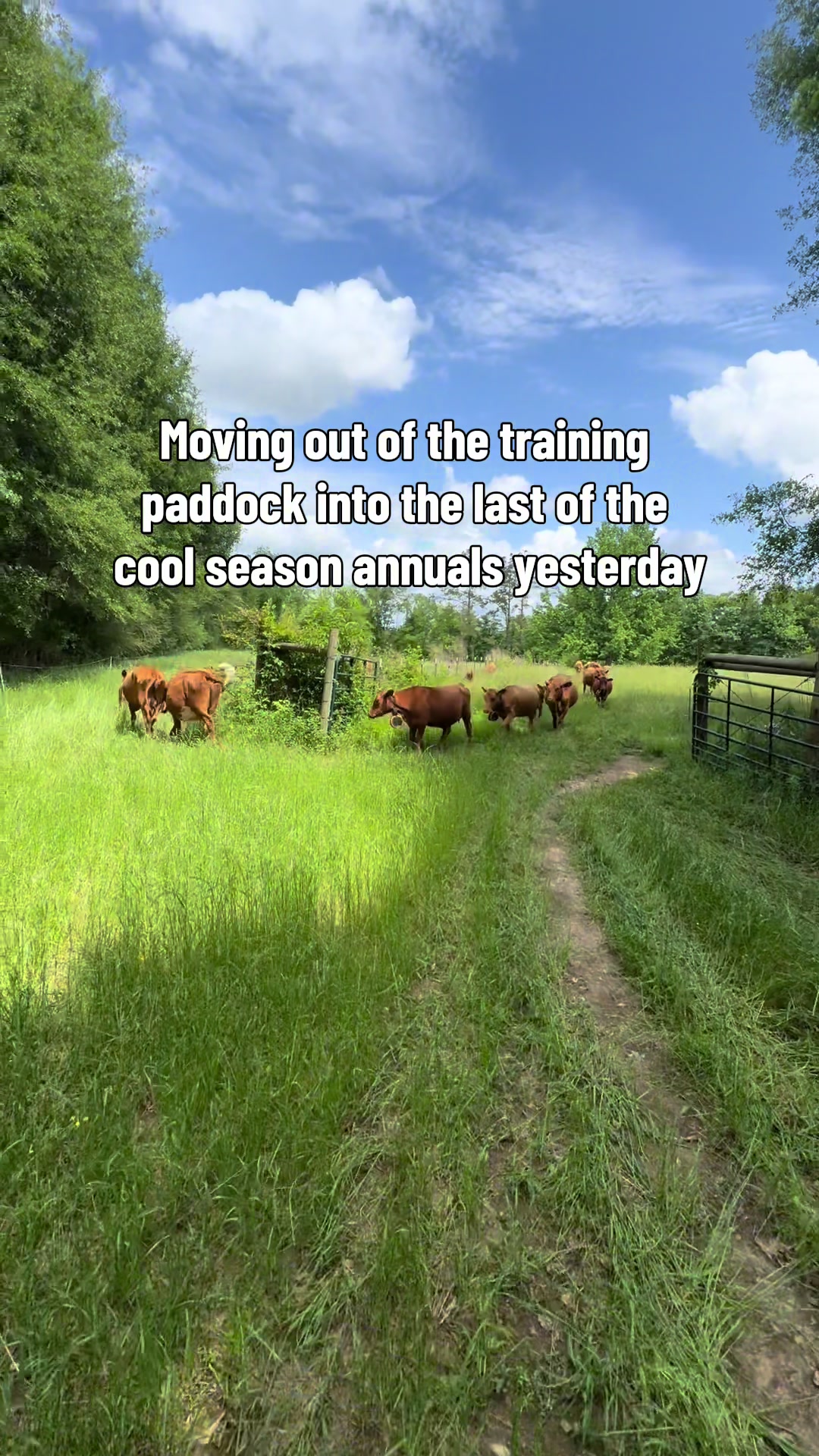 @Flat Rock Cattle Co
