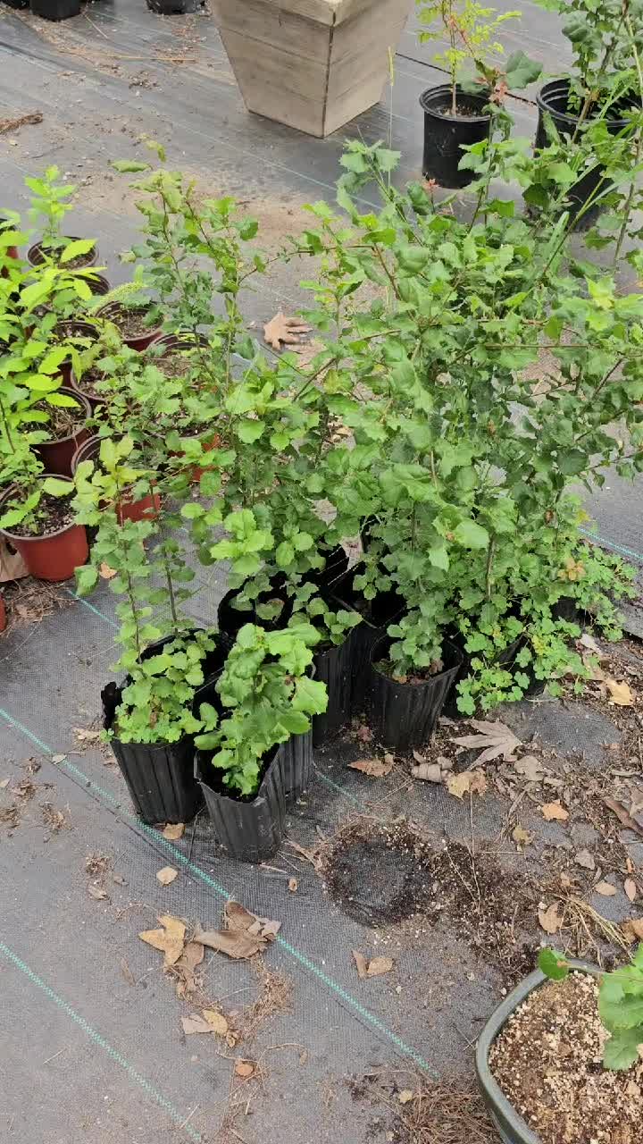 @North County Bonsai