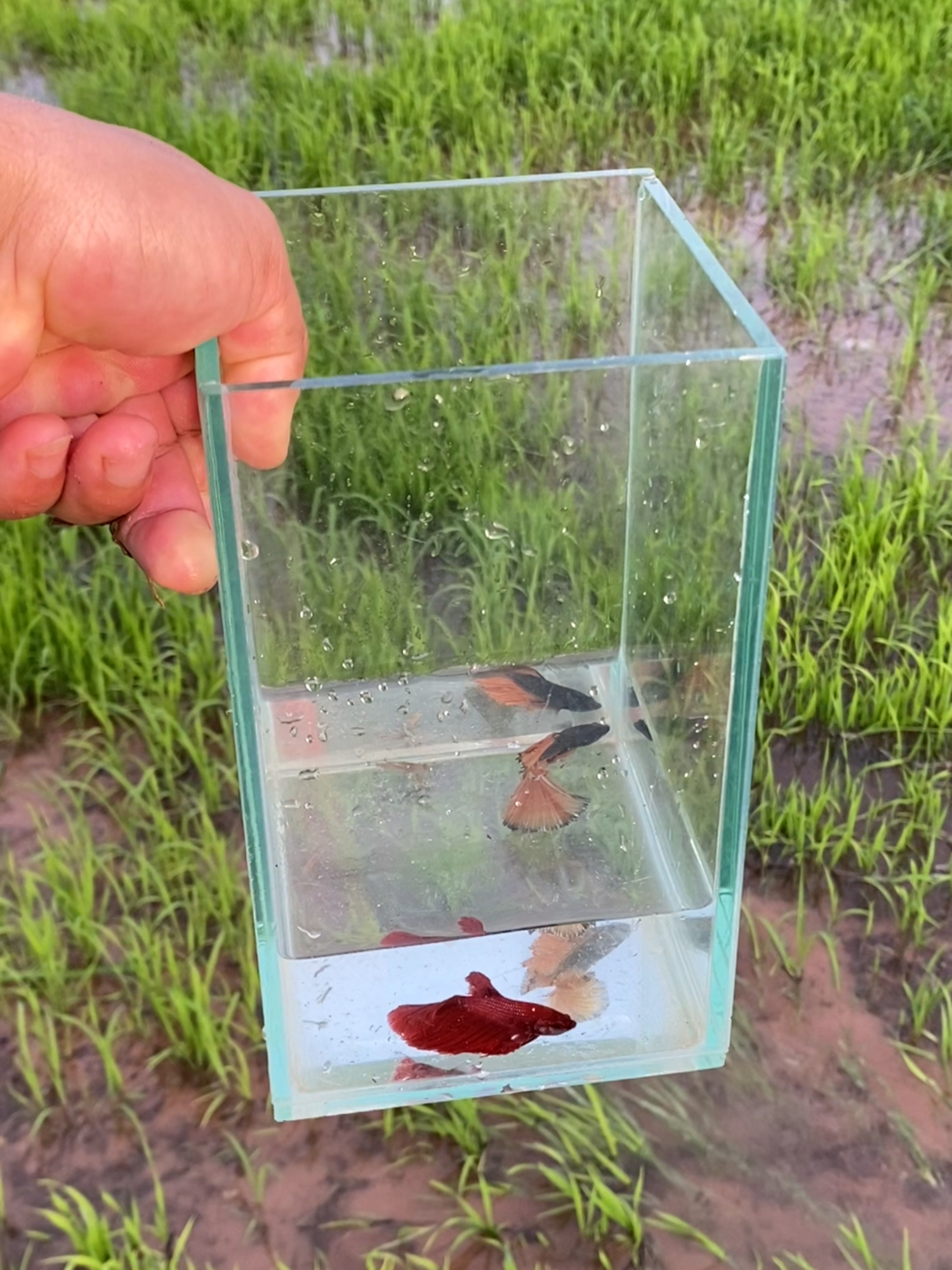 @Little Betta Fish