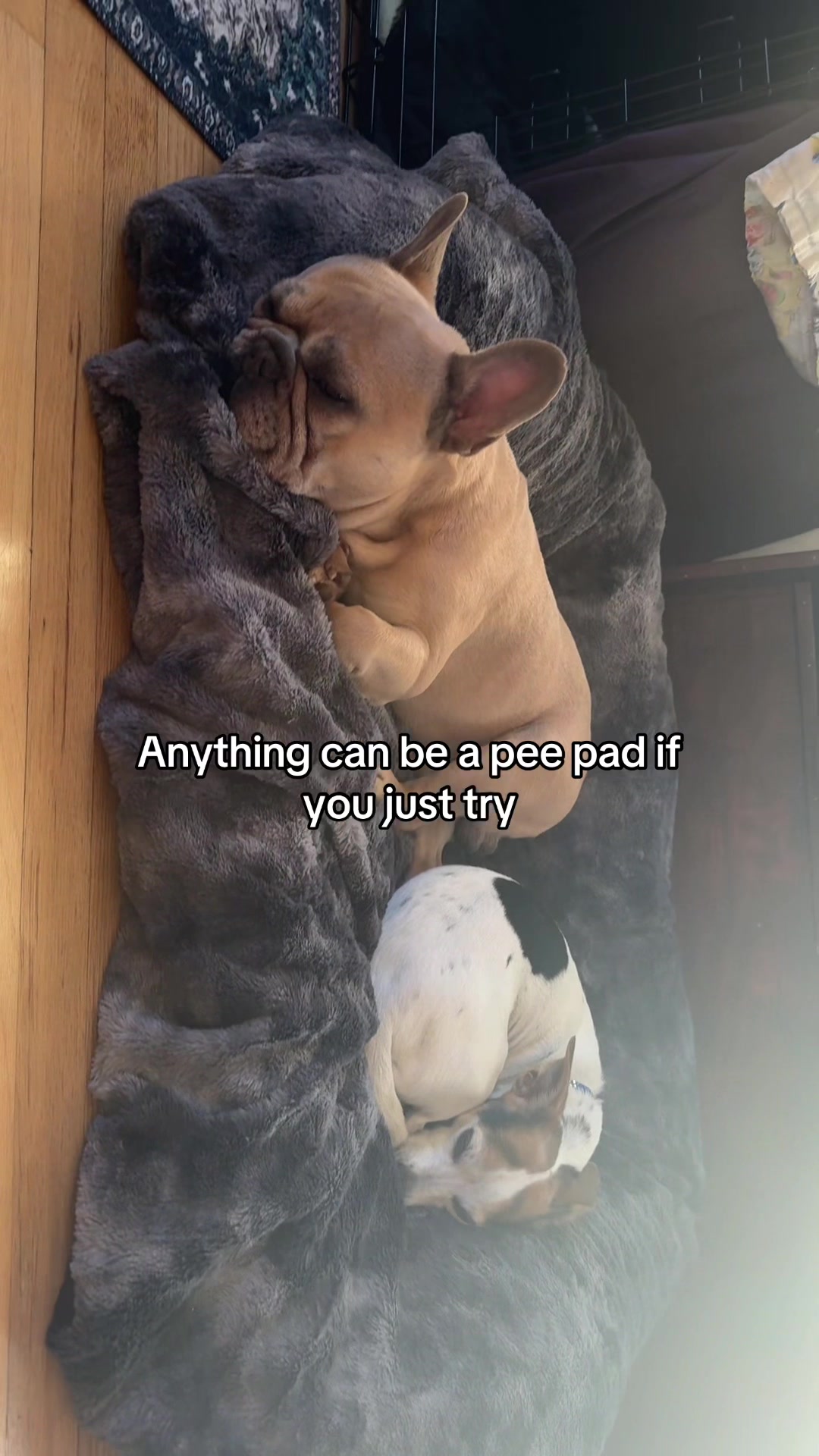 @Molly