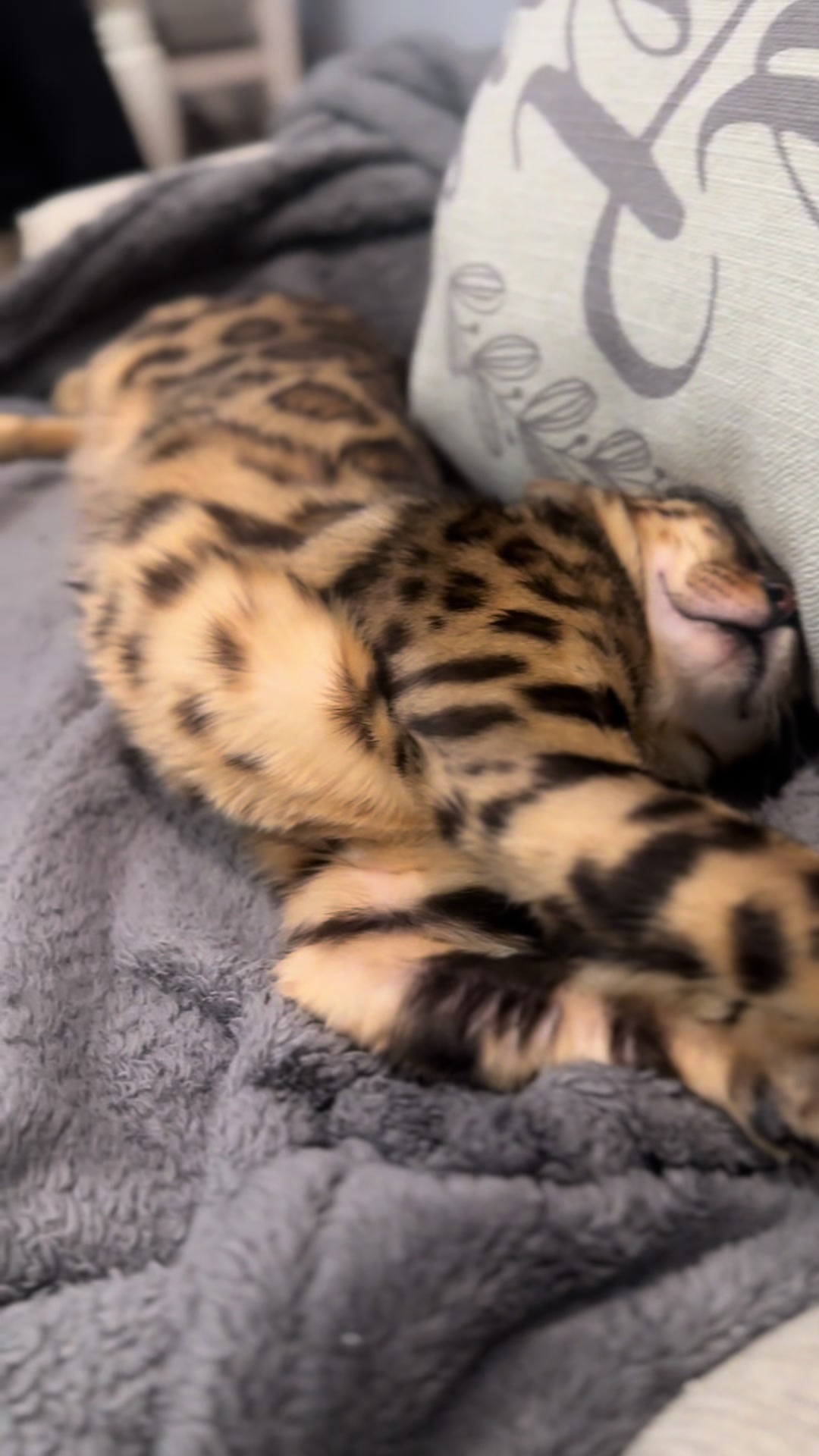 @Macho_Tiger_Lucky
