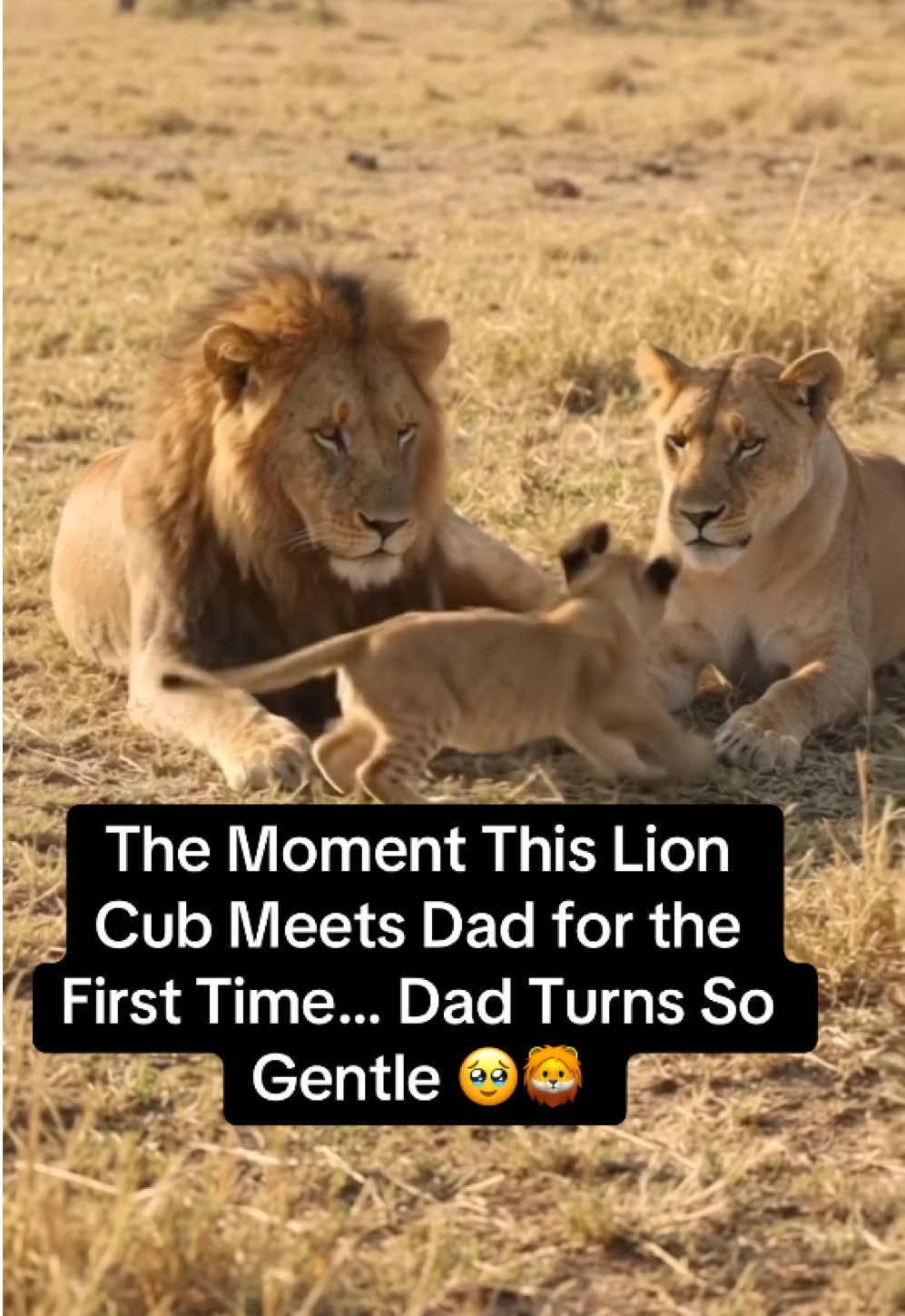 @KJ@LoveAnimalsEpicNature