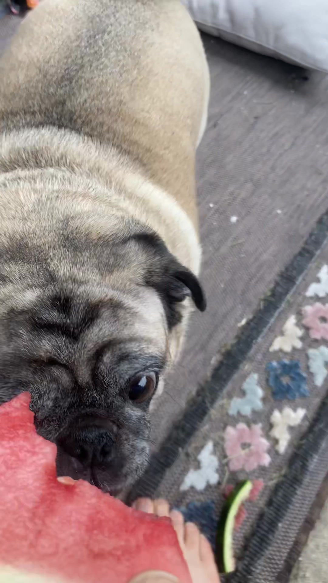 @pugloversuperhero