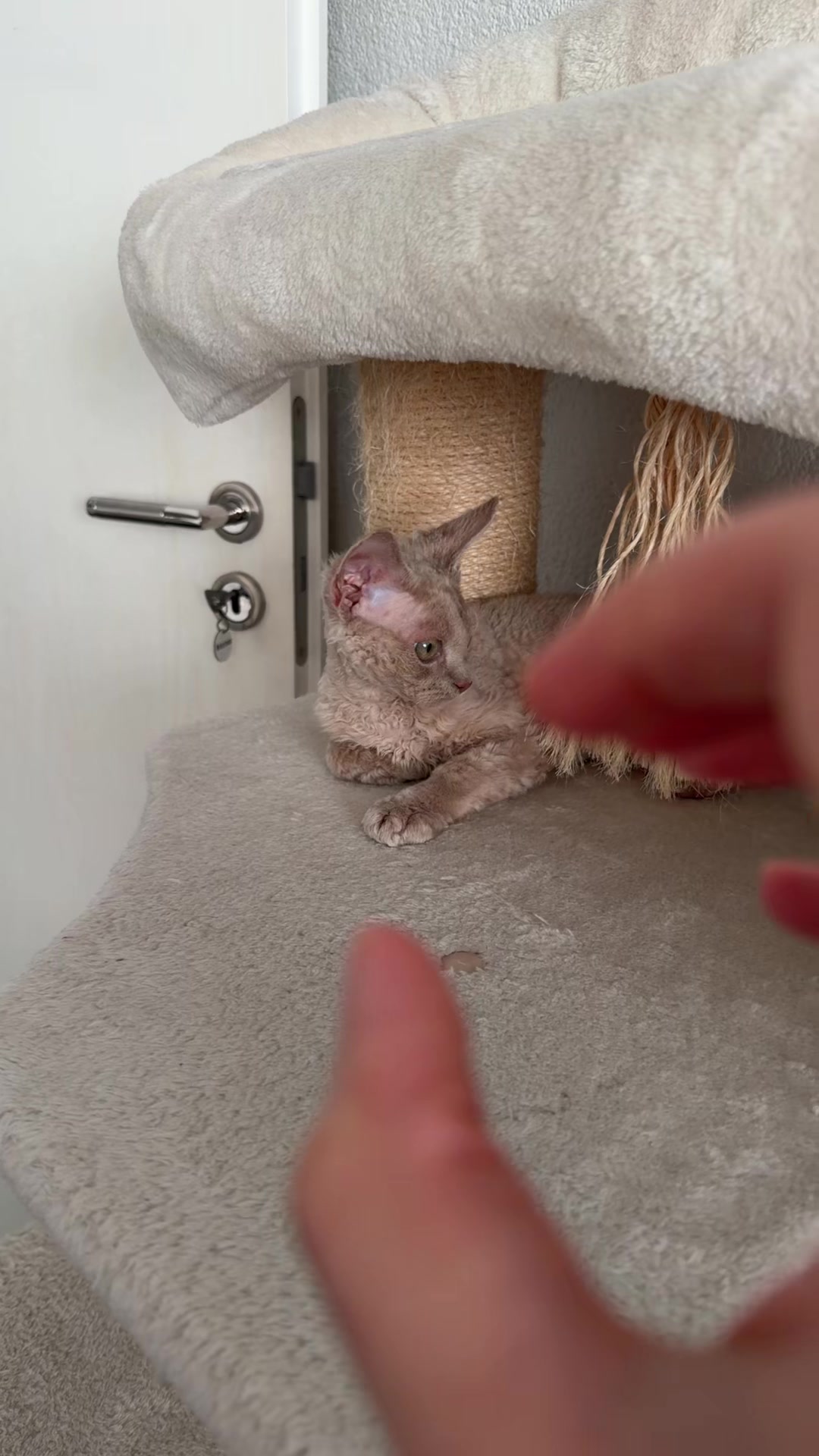 @TugbasCats