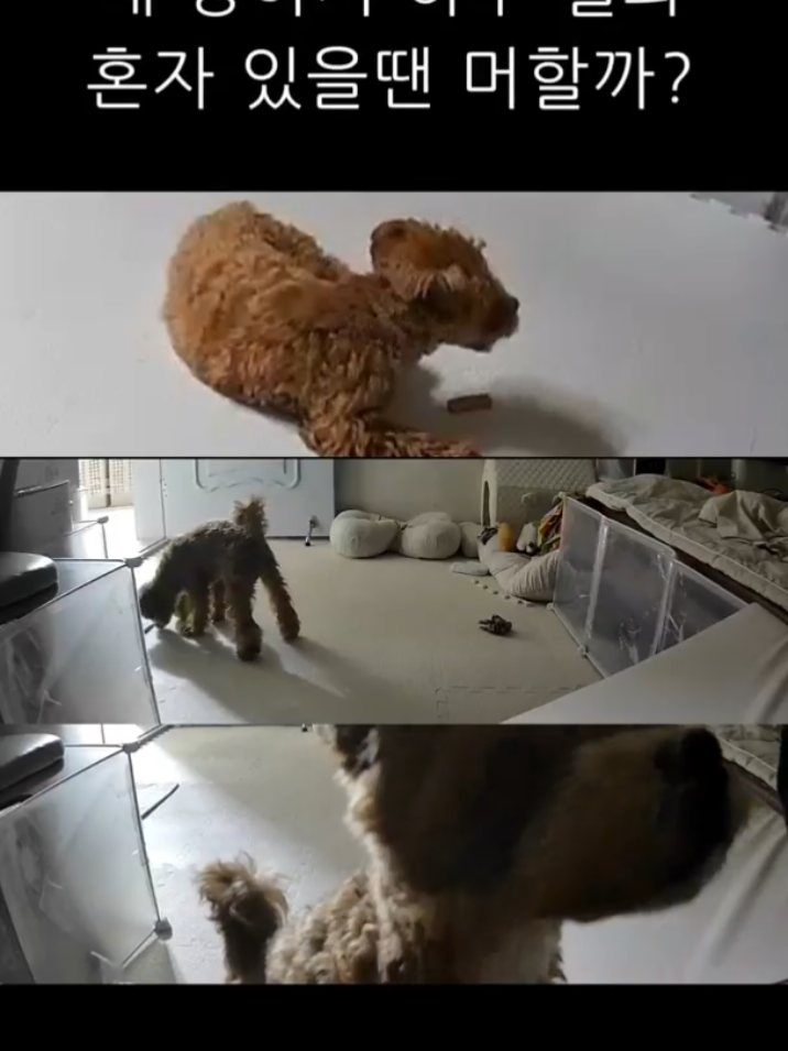 @말티푸 하루 🐾🐶
