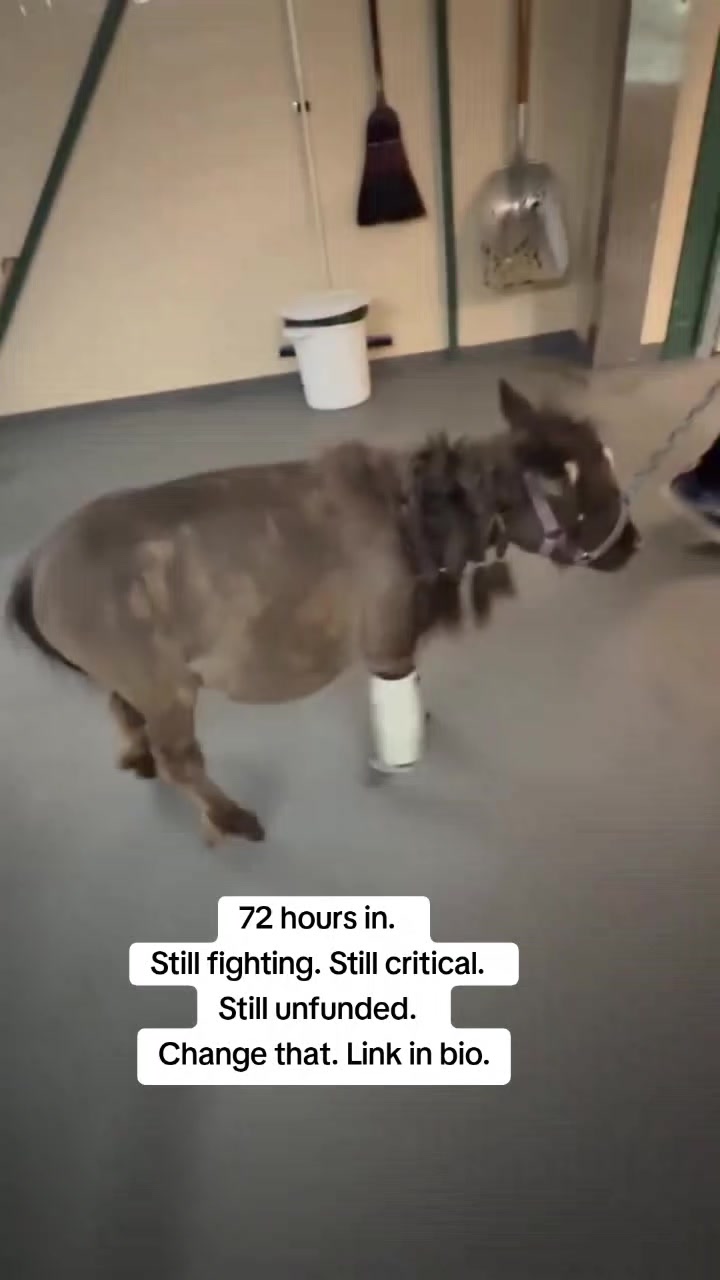 @REBORN ANIMAL RESCUER
