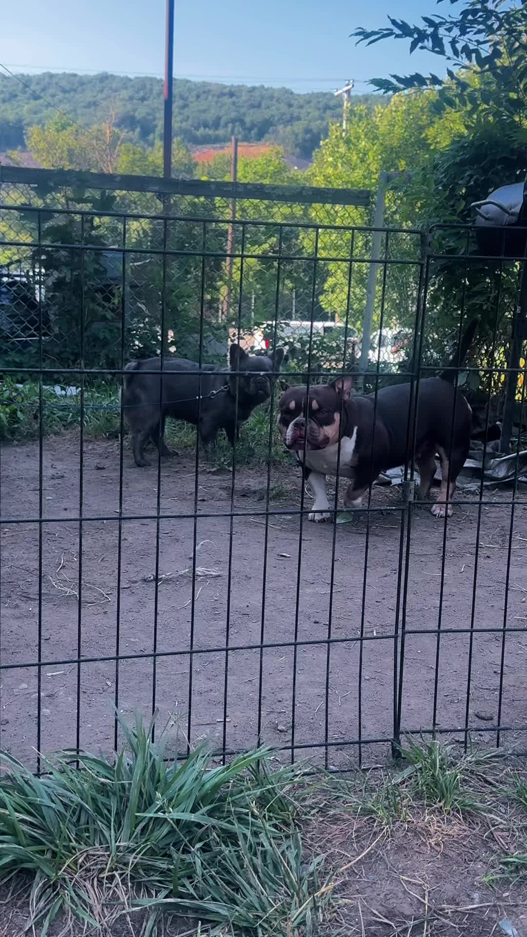 @NoCapBullys