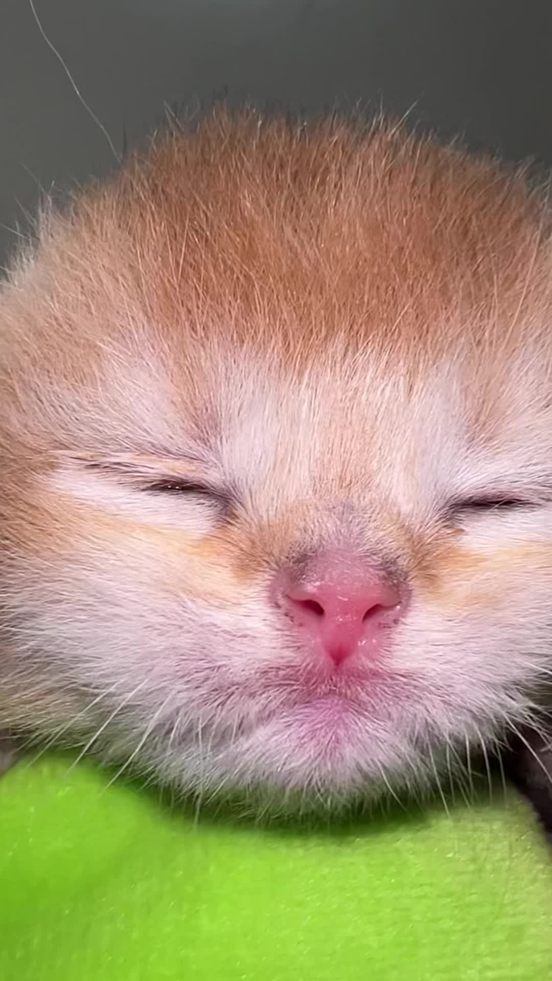 @Soothing Cats😻