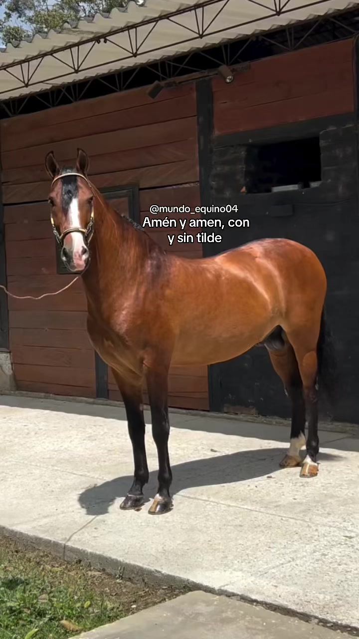 @mundo_equino04