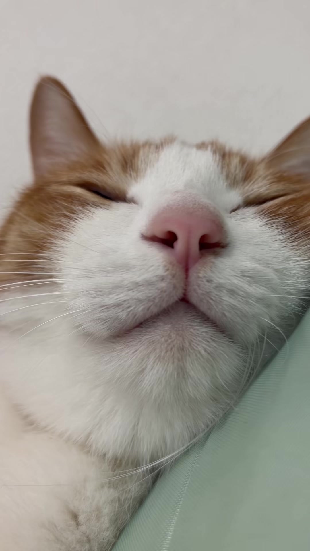 @猫のはっさく