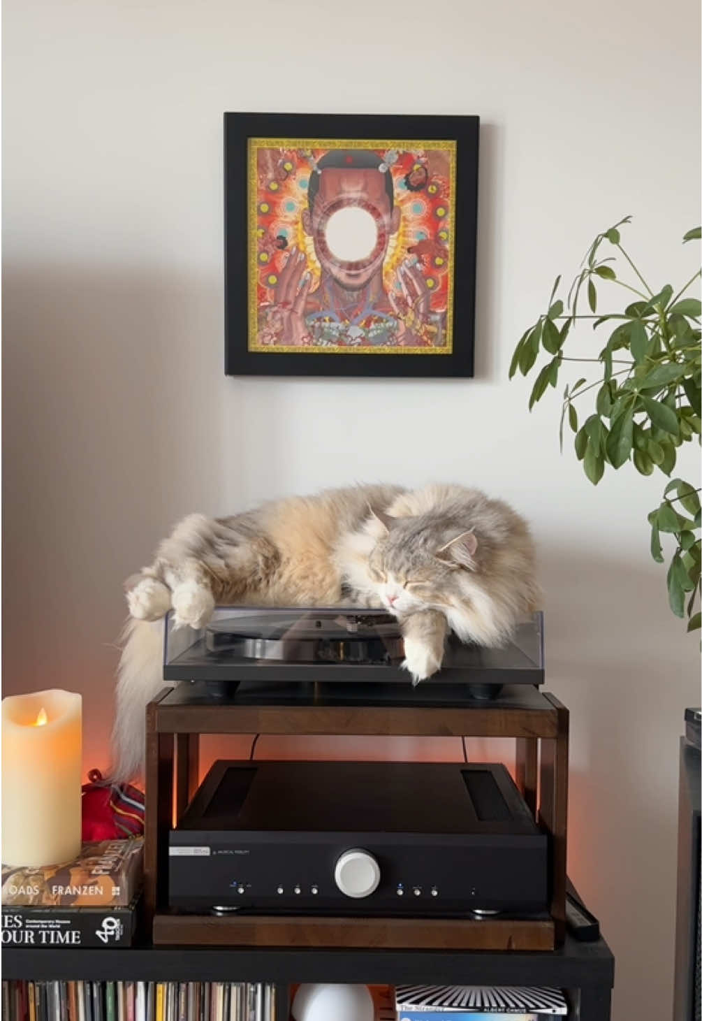 @Leon The Vinyl Cat