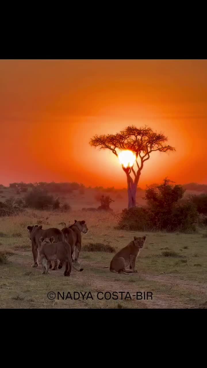 @Guzzicar🦁