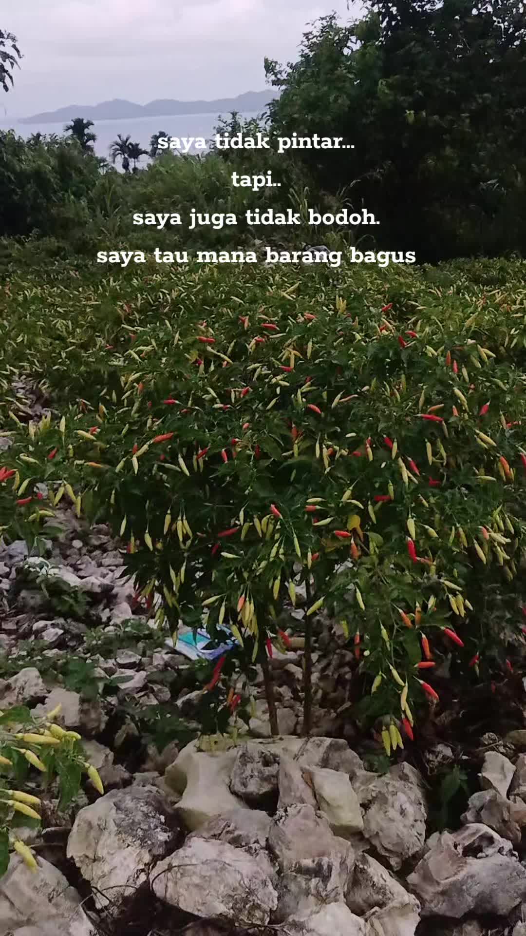 @Rica pala.333