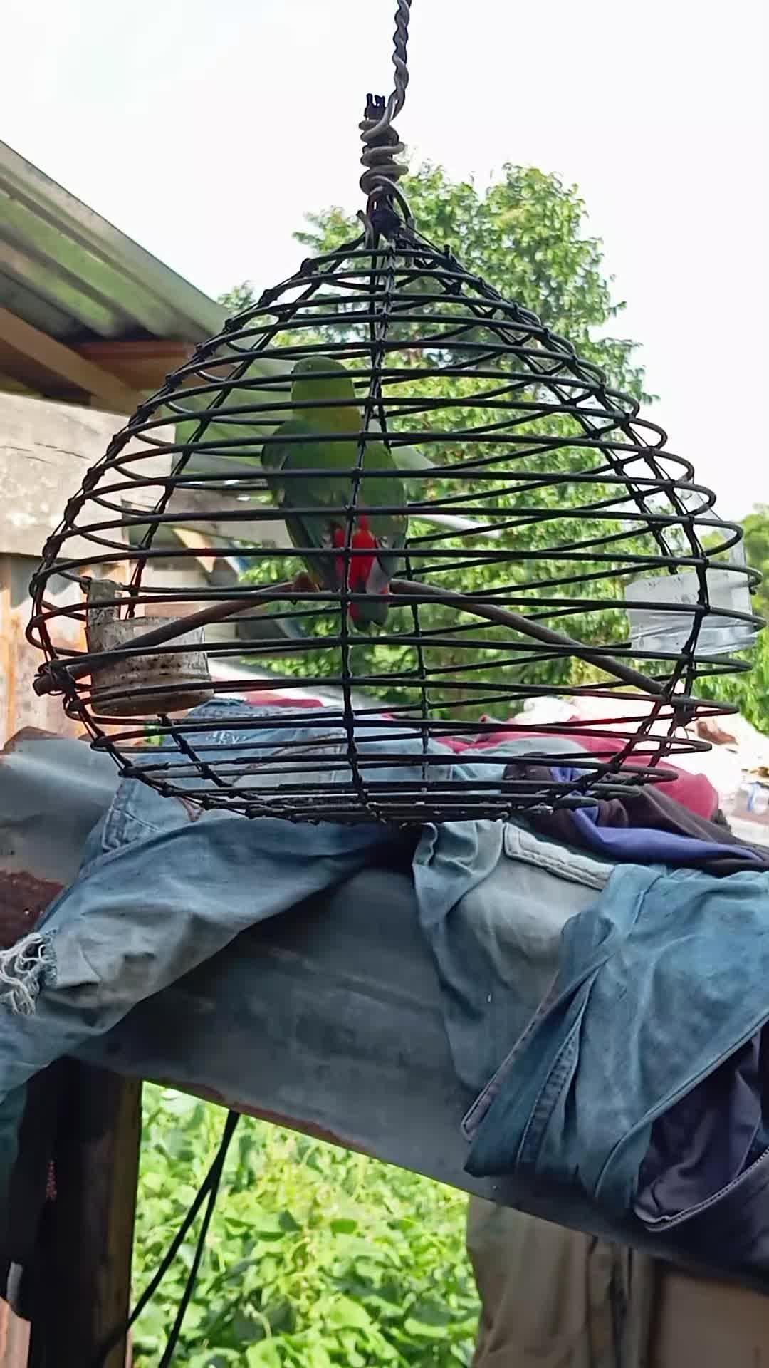 @Srindit kaltara 🦜