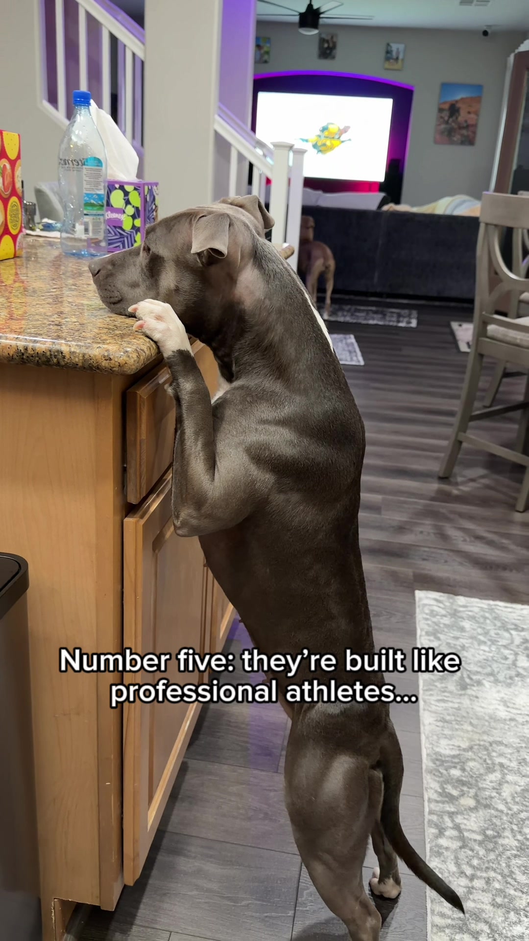 @@knight_thepit