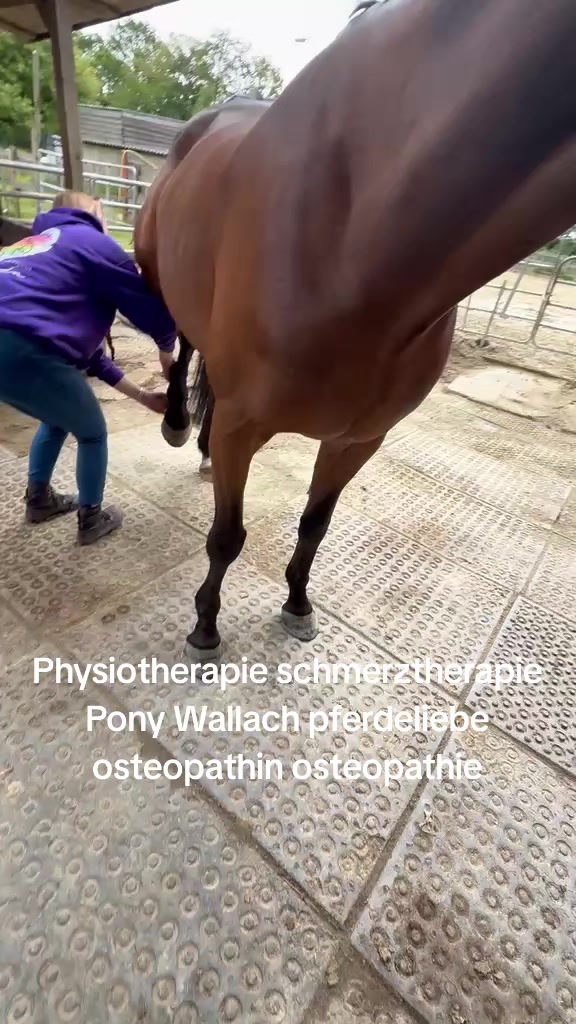 @Steffis_horse_world