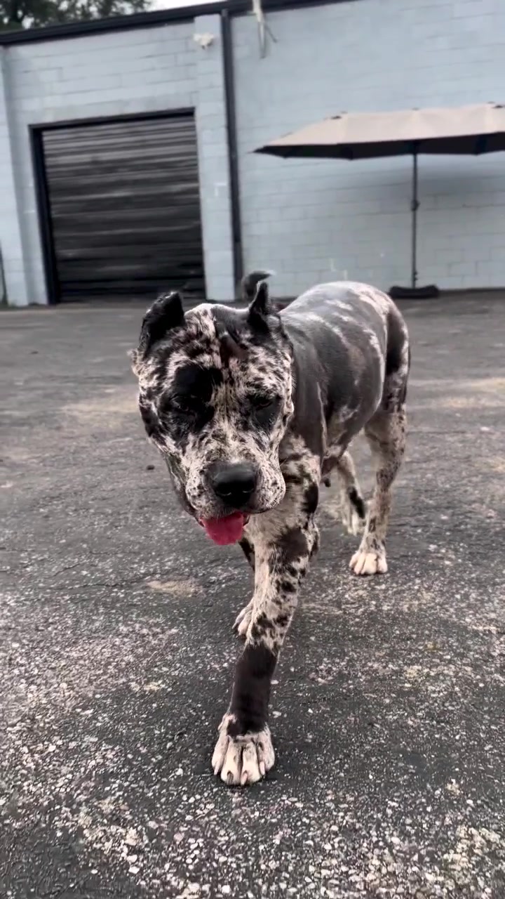 @Andrew cane corso