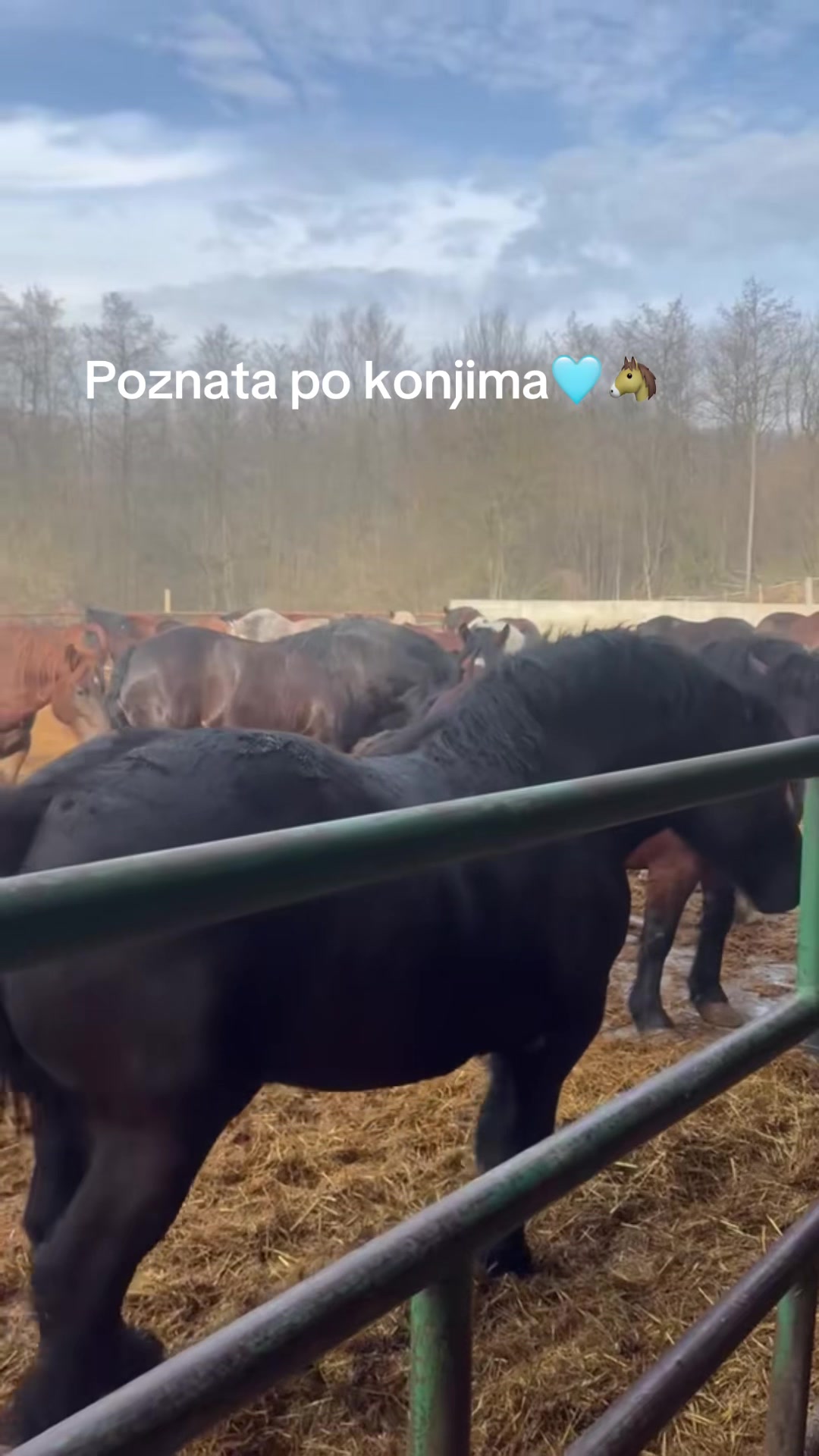 @Despotovski