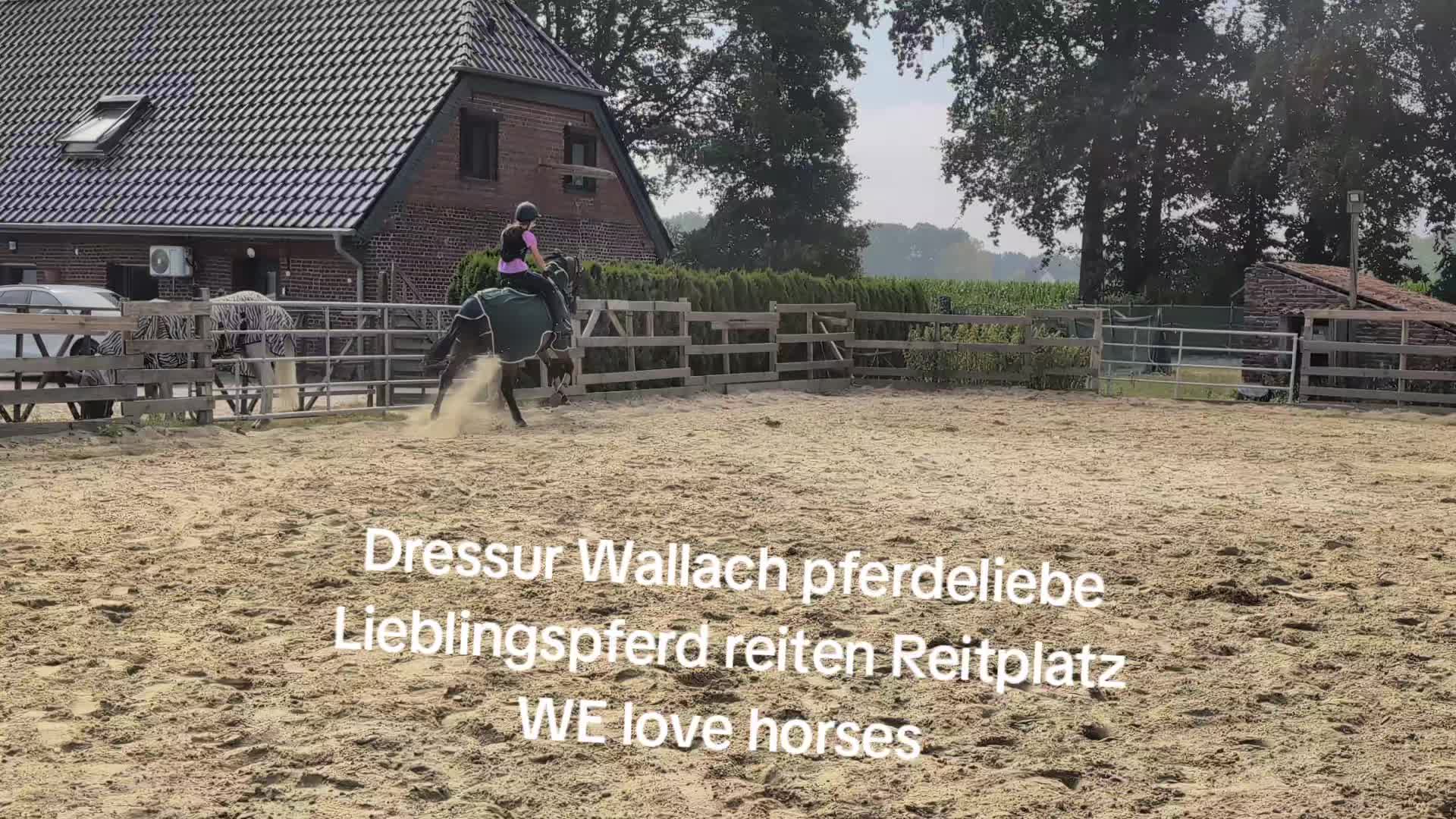 @Steffis_horse_world