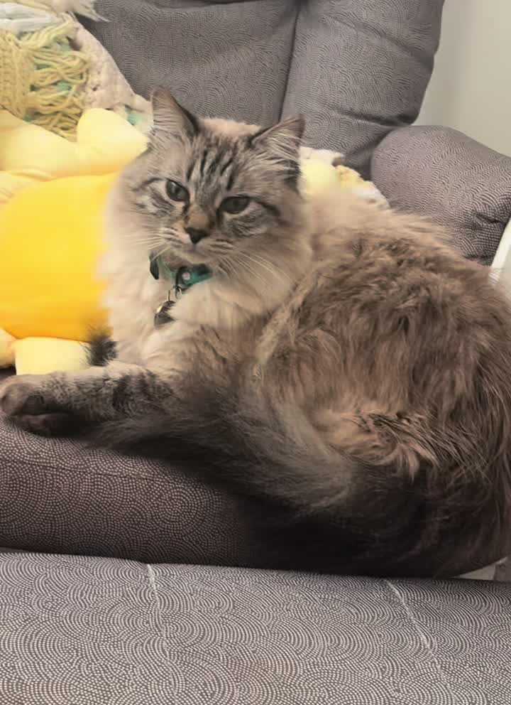 @Brock Meowsnar